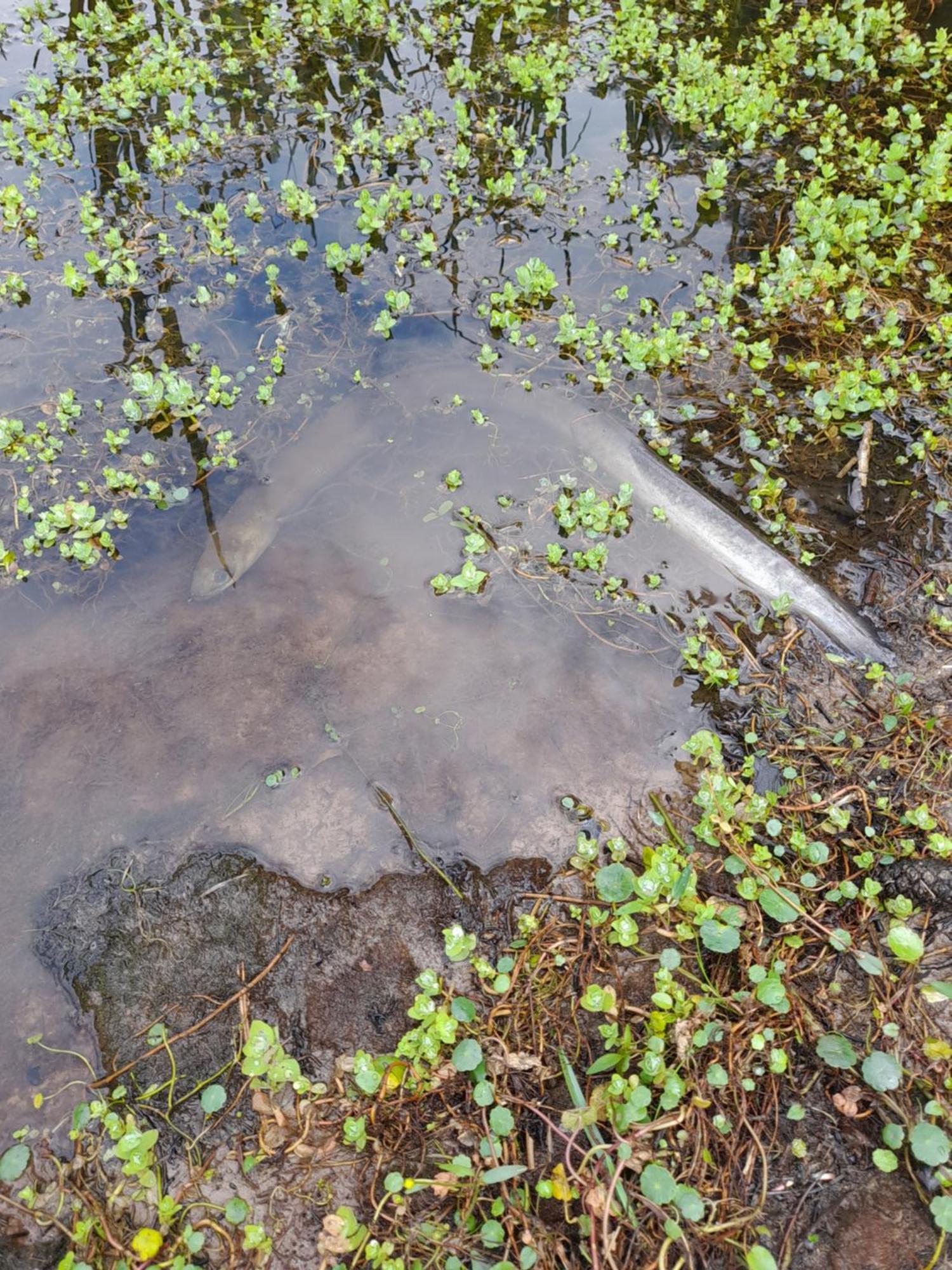Kromven Merksplas Esterno foto